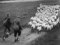 'HILL SHEEP FARM' thumbnail