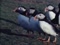 'PUFFINS COME HOME' thumbnail