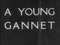 'YOUNG GANNET, a' thumbnail