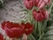 'NORTH UIST TRIP - TULIPS IN VALLAY STRAND' thumbnail