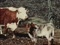 'CATTLE FROM THE UPLANDS' thumbnail