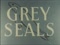 'GREY SEALS: At Their Breeding Ground in the Farne Islands' thumbnail