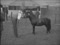 'CART HORSE SHOW' thumbnail