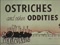 'OSTRICHES AND OTHER ODDITIES' thumbnail