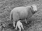 'CAORA MOR BIG SHEEP, the' thumbnail