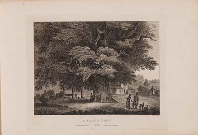 (46) Plate XX/b -
