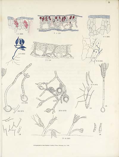 (38) Plate II - New genus belonging to the family Ustilaginae