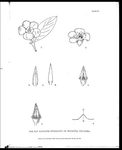 (46) Plate IV - Fly catching-apparatus of Wrightia coccinea