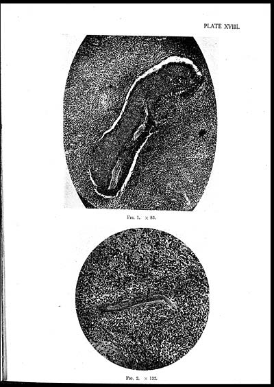 (25) Plate XVIII - 