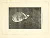 Thumbnail of file (7) Frontispiece portrait - J. I. Robertson, Esq., C.B., L.L.D