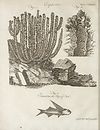 Thumbnail of file (50) Plate 187