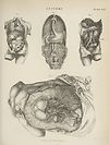 Thumbnail of file (851) Plate 29