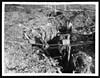 Thumbnail of file (7) C.1038 - Old German front line near Beaumont Hamel