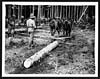 Thumbnail of file (10) C.1861 - Canadian forestry - skidding
