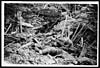 Thumbnail of file (15) D.1520 - Smashed up German trench on Messines Ridge with dead
