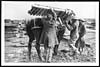 Thumbnail of file (256) D.2119 - Pack horse being loaded with duckboards