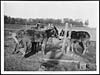 Thumbnail of file (423) D.532 - Field farriers at work