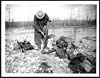 Thumbnail of file (445) D.586 - Out from the trenches, one has a rest, the other cleans his rifle