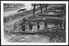 Thumbnail of file (29) D.1066 - Trees that the Boche felled accross the road at Peronne