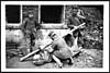 Thumbnail of file (9) D.1181 - German prisoners tending one of their wounded