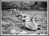 Thumbnail of file (64) D.2739 - Digging a line to hold up the enemy