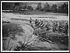 Thumbnail of file (322) D.2743 - British Tommies passing an observation balloon which went up within 400 yards of the advancing enemy and withstood an hours attack before being brought down