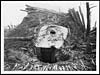 Thumbnail of file (468) D.643 - Once a German dugout where they had an ammunition depot