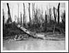 Thumbnail of file (78) D.1220 - Clearing the scarpe of trees