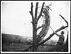 Thumbnail of file (4) D.1003 - German barbed wire near Miraumont-le-Grand