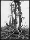 Thumbnail of file (18) D.1040 - All that is left of an Avenue of trees