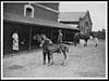 Thumbnail of file (114) L.685 - It is too young to become a member of the army Horse Transport
