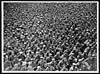 Thumbnail of file (21) L.1094 - Massed German prisoners, France, during World War I