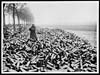 Thumbnail of file (6) N.381 - Some shell cases on the roadside in the front area, the contents of which have been despatched over into the German lines