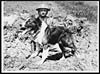 Thumbnail of file (21) N.406 - Bruce, a well known messenger dog who is always working under shell fire in the line