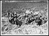 Thumbnail of file (25) N.411 - Dog delivering a message, a shell hole being used as a temporary post