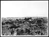 Thumbnail of file (26) N.412 - Messenger dog in the front area jumping across shell holes with a message for headquarters behind the lines