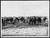 Thumbnail of file (57) N.415 - British and French Cavalry grazing their horses together after an engagement