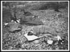 Thumbnail of file (80) N.537 - During the hot nights they sleep out in the open
