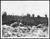 Thumbnail of file (84) X.32073 - Some of the Wiltshire Regimentt crossing a shell swept piece of ground