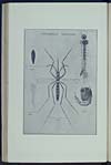 Thumbnail of file (32) Plate: Stegomyia Fasciata