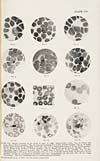 Thumbnail of file (66) Plate VII