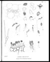 Thumbnail of file (65) Plate II - Caeoma smilacinis