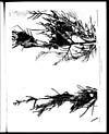 Thumbnail of file (91) Plate I - Gymnosporangium cunninghamianum