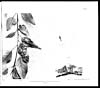 Thumbnail of file (96) Foldout open - Gymnosporangium cunninghamianum