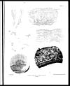 Thumbnail of file (110) Plate II - Chrysomyxa himalense