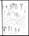 Thumbnail of file (85) Plate I - Cinchona gammiana, King