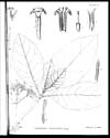 Thumbnail of file (87) Plate II - Cinchona thwaitesii, King
