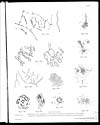 Thumbnail of file (87) Plate II - Mycetoma