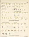 Thumbnail of file (61) Plate I - Stages of development of tertian parasite