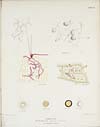 Thumbnail of file (166) Plate IV - Opium-blight
